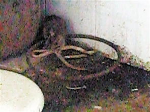 梦见蛇生小蛇被打死，这预示着什么不祥之事即将发生？