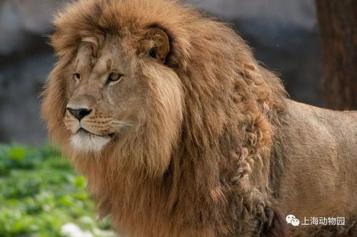 E. 非洲狮馆 —— “王者归来”还是“笼中牢笼”？