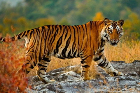 1950年属虎人2026年事业运势如何？