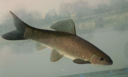 4. 草鱼及其他淡水品种：稳健型财富保障