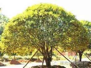 红梅树的生态适应性与人际关系的促进作用