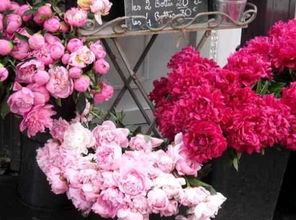 1. 寓意吉祥类植物的正向心理暗示