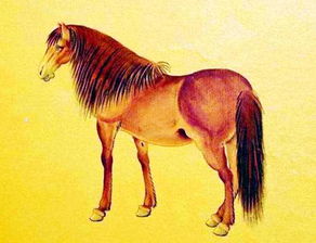 属马的人蕞适合与哪个属相结婚？