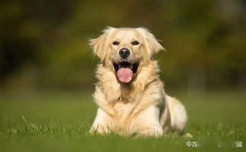 ：犬类性格的多元维度与人类社会的共生关系