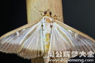 ：梦境符号学视角下的飞蛾意象及其文化阐释