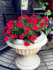 四、 种花梦的爱情密码