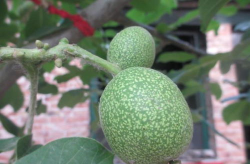 核桃树的养护要则：兼顾自然规律与人为干预