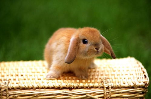 属兔女2026年运势及健康运具体如何？