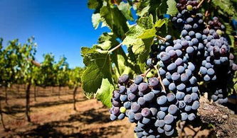 临沂葡萄采摘休闲旅游胜地：一场说走就走的“酸爽”之旅（不靠谱版）