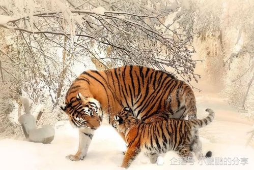 三、 细化考量：时间段的选择与特殊情况应对