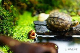 2. 两只龟：阴阳调和与夫妻和睦