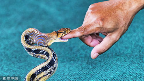 属蛇人2026年今日提车合适吗？2025年10月26日属蛇能购车吗？