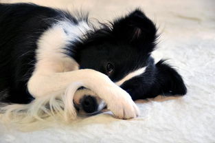 一、 虎蛇性格特征及其潜在冲突之源