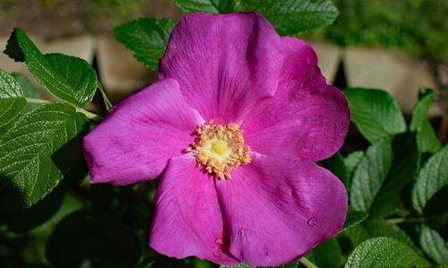 处女座：洁癖精的悲惨世界