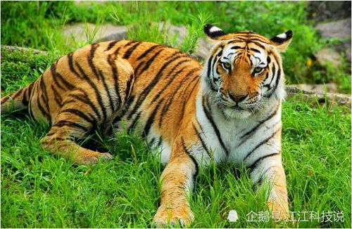 属虎人2026年运势年多少岁？全年运势及每月运势详解？