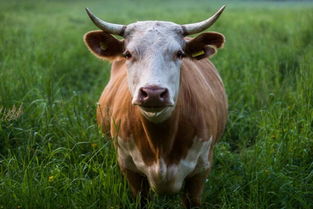 2026年属牛女性适合在哪个城市发展及从事什么行业？