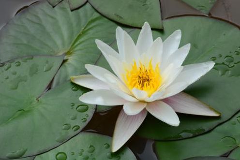 如何化解八字克父，儿子生辰八字克父如何破解？