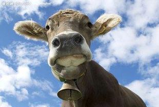 （二） 造型神态的审美标准与心理暗示