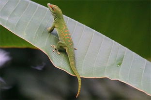 2.2 杂物堆积对气流影响的阐述