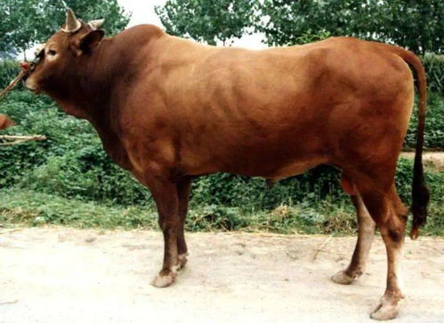 1985年属牛女性在2026年的运势和运程具体如何详细解析？