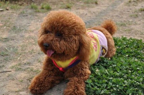 一、了解泰迪犬的性格特点