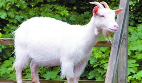 属羊未时出生的女孩婚姻状况如何，是否幸福美满？