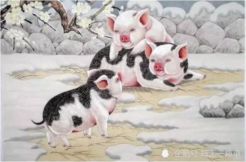 1971年属猪人今天运势怎么样？运势如何影响他们的日常生活？