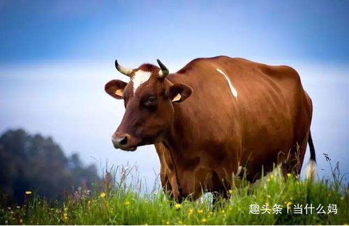 二、 生肖牛——丑午破害导致多重伤害