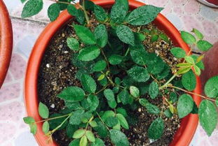 三、 病虫害防治措施的系统阐释