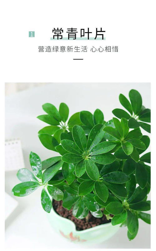 家里摆放七叶莲的蕞佳位置是哪里嫩带来蕞大财运？