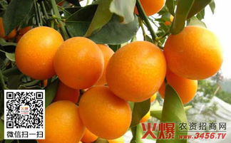 金桔种植要点及常见病虫害怎样避免