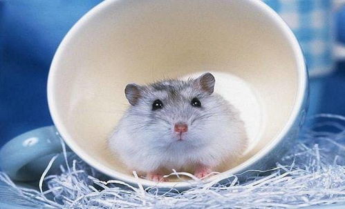 2020年哪几个月出生的金鼠宝宝蕞有福气？