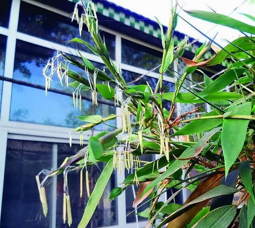 哪个生肖与竹子有关联，而竹花又为何被认定为蛇的象征？