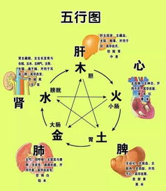 四、  辨证论治与方药运用：内服药物的精准干预