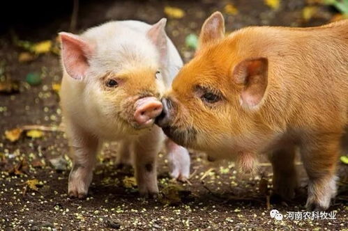 属猪小宝宝性格特点及属猪性格图片含义是什么？