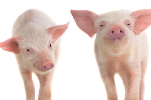 83年属猪大海水命的人能从事哪些职业或佩戴哪些饰品来改善运势？