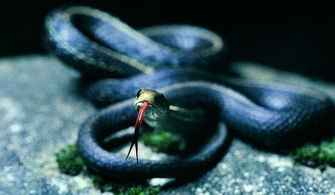 梦见用刀砍蛇是什么预兆，这梦境有什么特殊含义？