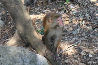 猴年猴月猴命：那些被命运偏爱的女猴们