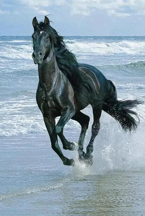 惯与“马”的那些事儿