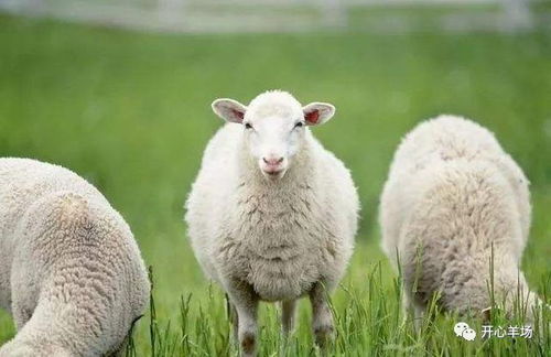 羊生肖概念股指的是哪些与羊生肖相关的股票？