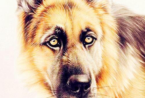 2026年属狗的人今年会遭遇哪些太岁影响？