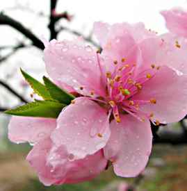 我最近运势如何？想了解一下自己的桃花运怎么样？