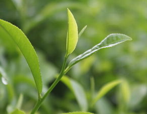 案例分析：不同主体下“B* 梦見 茶 花 開 * *