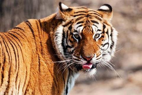 2026年属虎人运势大揭秘！这些禁忌千万不能碰