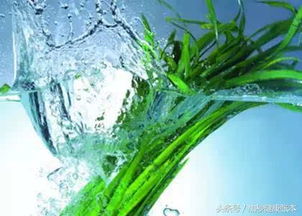 感情警报！韭菜疯长=爱情危机？