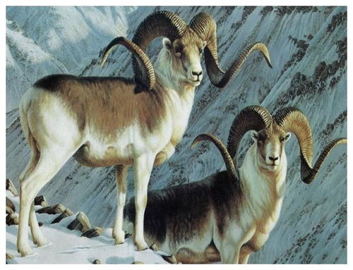 九一年属羊的人虚岁多少岁？