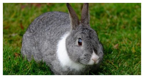 1. 宠物小屋的方位选择与“左青龙”禁忌