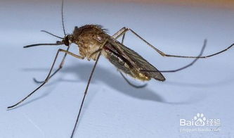 深更半夜蚊子大战！做梦拍蚊子到底啥意思？笑死