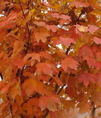 红枫树适合作为屋顶绿化植物吗？对风水有好处吗？