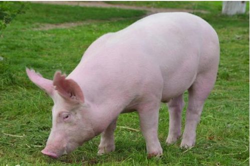 77年蛇与83年猪八字配对，能否和谐相处呢？